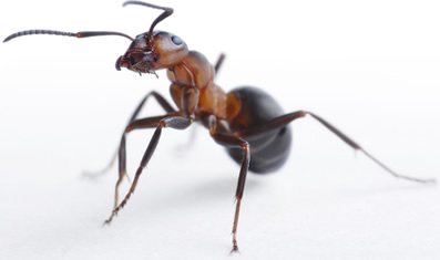 Dedetizadora de Formigas SP